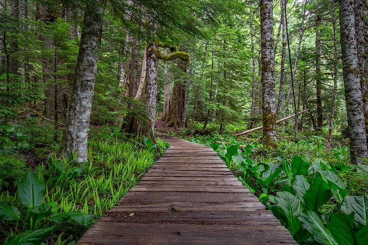 Tour en grupo pequeño explorando las maravillas naturales del Parque Nacional Mount Rainier desde Seattle, foto 24 | wizardtrip