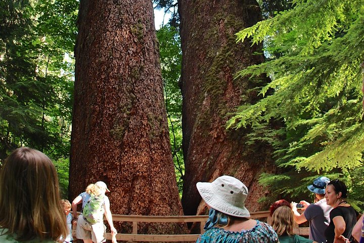Tour en grupo pequeño explorando las maravillas naturales del Parque Nacional Mount Rainier desde Seattle, foto 25 | wizardtrip