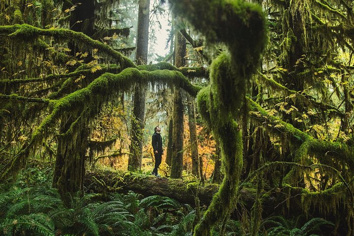 Olympic National Park : Excursion d'une journée tout compris depuis Seattle | wizardtrip