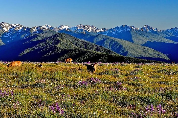 Excursion d'une journée en petit groupe explorant les divers paysages du parc national olympique depuis Seattle, photo 9 | wizardtrip