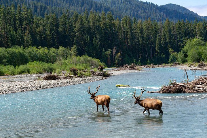 Excursion d'une journée en petit groupe explorant les divers paysages du parc national olympique depuis Seattle, photo 19 | wizardtrip