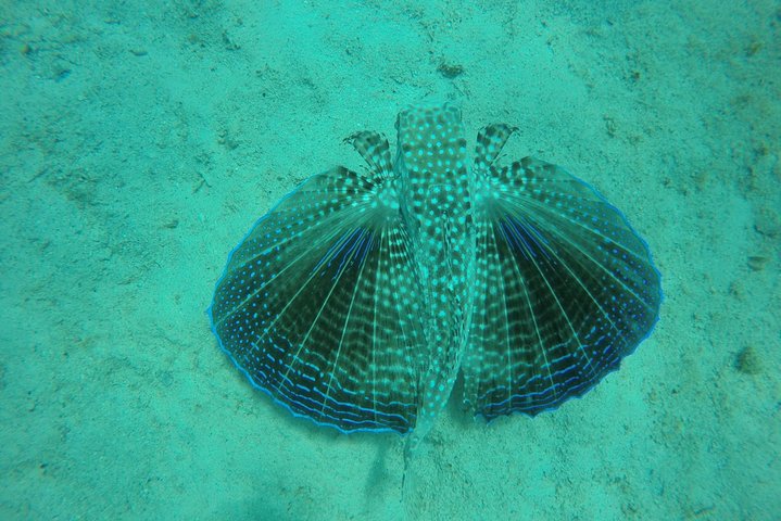 Catamaran cruise op Barbados met zwemmen met schildpadden en snorkelen, foto 2 | wizardtrip