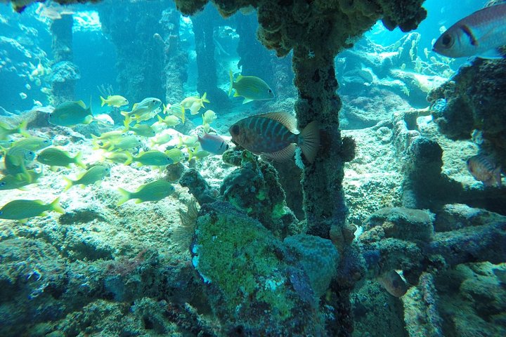 Catamaran cruise op Barbados met zwemmen met schildpadden en snorkelen, foto 4 | wizardtrip