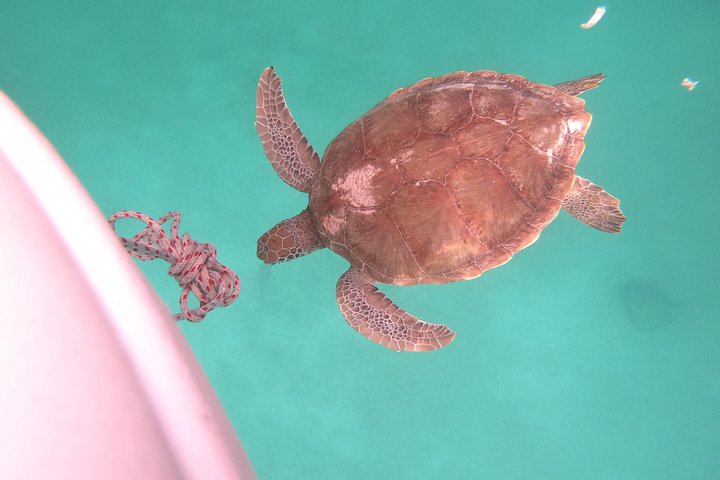 Catamaran cruise op Barbados met zwemmen met schildpadden en snorkelen, foto 8 | wizardtrip