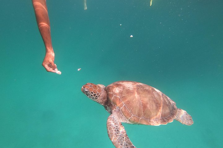 Catamaran cruise op Barbados met zwemmen met schildpadden en snorkelen, foto 9 | wizardtrip