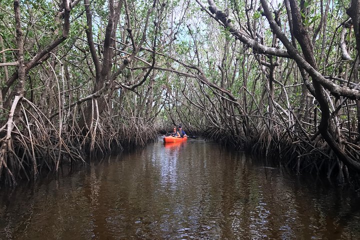Tour en kayak por túneles de manglares en Naples, Florida, avistando manatíes y vida salvaje, foto 6 | wizardtrip
