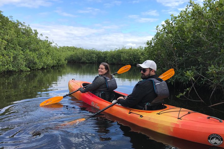 Tour en kayak por túneles de manglares en Naples, Florida, avistando manatíes y vida salvaje, foto 10 | wizardtrip