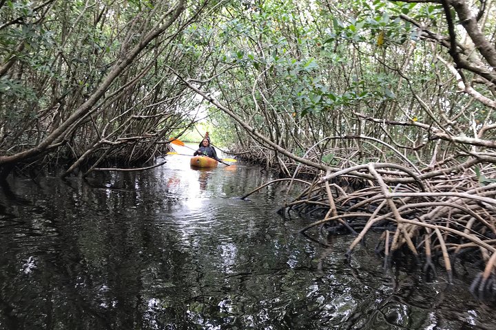 Tour en kayak por túneles de manglares en Naples, Florida, avistando manatíes y vida salvaje, foto 11 | wizardtrip