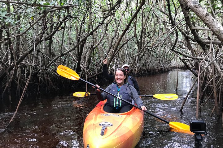 Tour en kayak por túneles de manglares en Naples, Florida, avistando manatíes y vida salvaje, foto 12 | wizardtrip