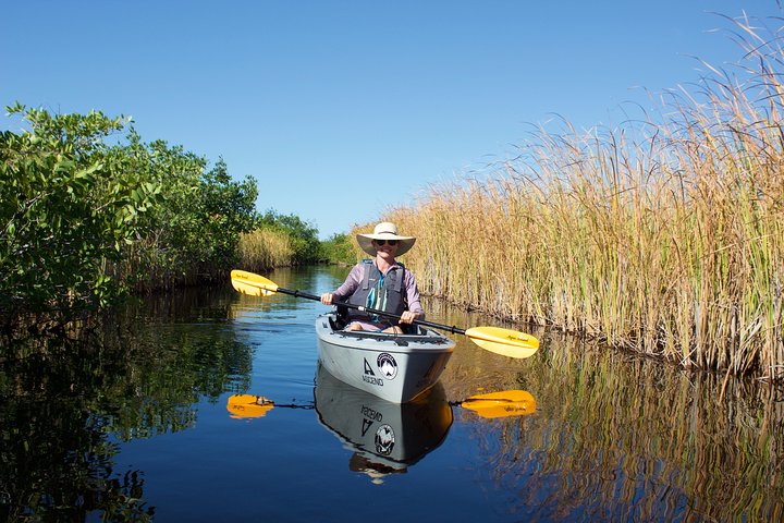 Tour en kayak por túneles de manglares en Naples, Florida, avistando manatíes y vida salvaje, foto 13 | wizardtrip