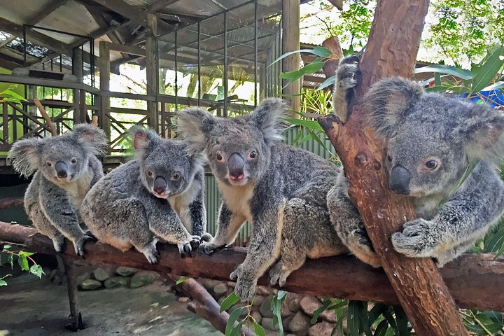 Tour di un'intera giornata nella foresta pluviale di Kuranda, Australia, con Skyrail, treno panoramico, fauna selvatica ed esperienze culturali, foto 8 | wizardtrip