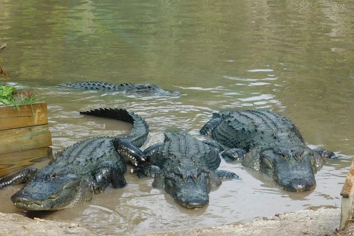 Passeio de airboat e observação da vida selvagem nos Everglades da Flórida, foto 6 | wizardtrip
