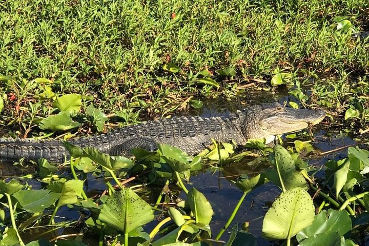 Passeio de airboat e observação da vida selvagem nos Everglades da Flórida, foto 8 | wizardtrip