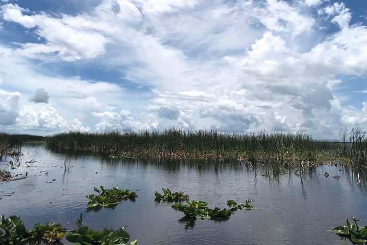 Passeio de airboat e observação da vida selvagem nos Everglades da Flórida, foto 9 | wizardtrip