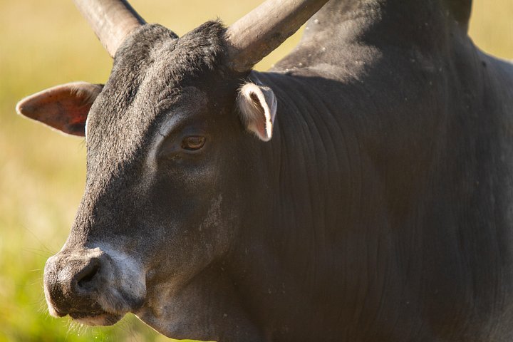 Safari-eventyr i bil med eksotiske dyr og giraf-fodring i Wild Florida, Orlando, foto 7 | wizardtrip