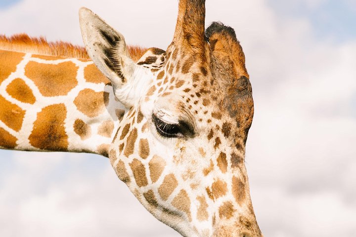 Safari-eventyr i bil med eksotiske dyr og giraf-fodring i Wild Florida, Orlando, foto 9 | wizardtrip