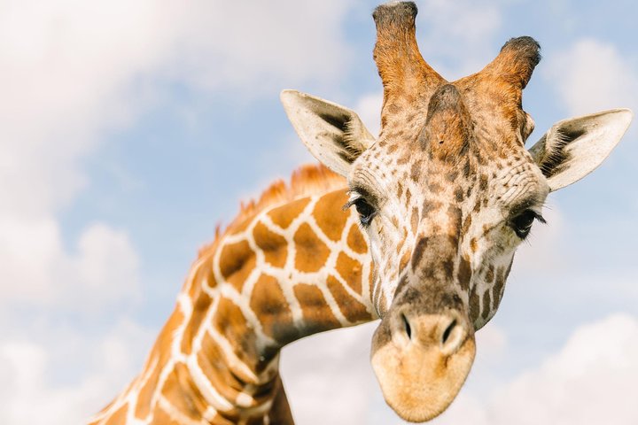 Safari-eventyr i bil med eksotiske dyr og giraf-fodring i Wild Florida, Orlando, foto 10 | wizardtrip