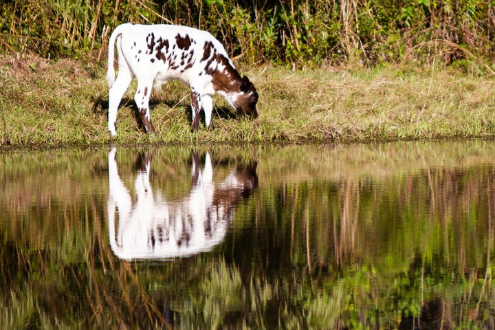 Safari-eventyr i bil med eksotiske dyr og giraf-fodring i Wild Florida, Orlando, foto 11 | wizardtrip