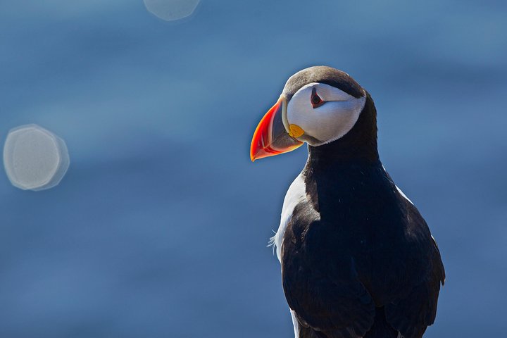 Puffin Cruise with Expert Tour Guide from Reykjavik | wizardtrip