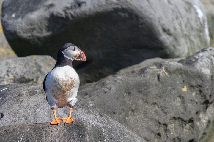 Ammira pulcinella di mare e uccelli marini in un tour in barca da Reykjavik, Islanda, foto 7 | wizardtrip