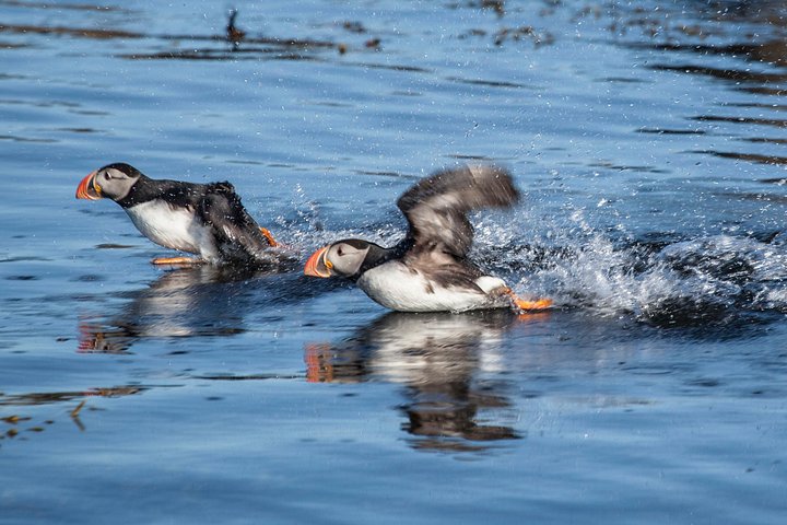 Ammira pulcinella di mare e uccelli marini in un tour in barca da Reykjavik, Islanda, foto 10 | wizardtrip