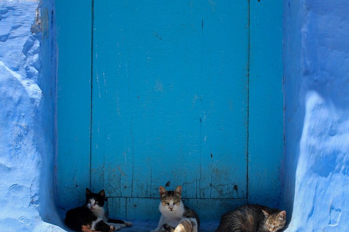 Een 3-daagse reis van Marrakech naar Chefchaouen, die de keizerlijke steden van Marokko en de blauwe parel verkent, foto 19 | wizardtrip