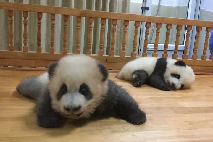 Private Chengdu Panda Tour: Halbtagesausflug mit Freiwilligenoption | wizardtrip
