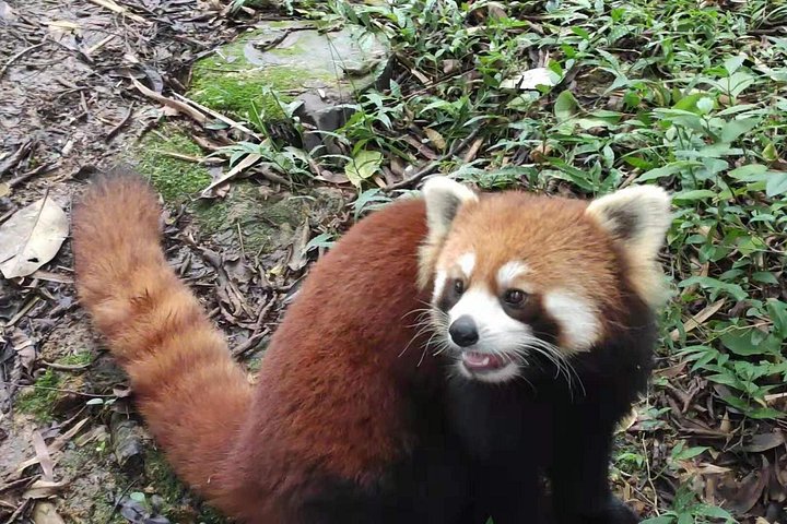 Se kjempepandaer og rød-pandaer ved Chengdu Panda Breeding Center på en privat tur, foto 11 | wizardtrip