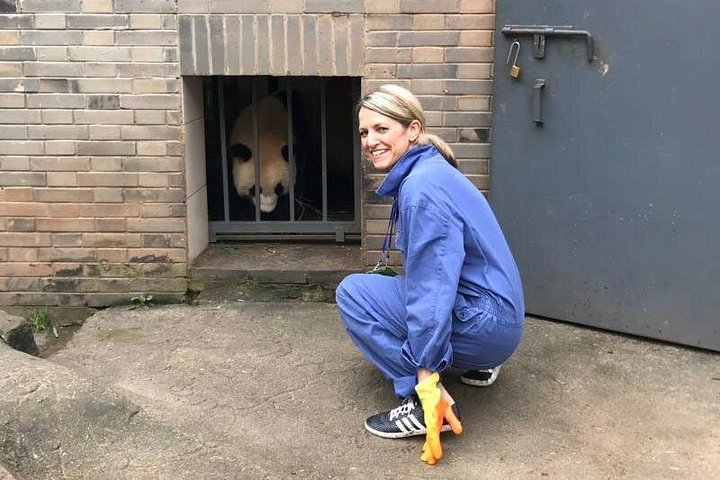 Se kjempepandaer og rød-pandaer ved Chengdu Panda Breeding Center på en privat tur, foto 12 | wizardtrip