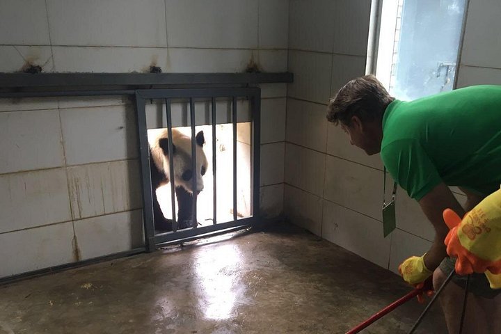 Se kjempepandaer og rød-pandaer ved Chengdu Panda Breeding Center på en privat tur, foto 13 | wizardtrip