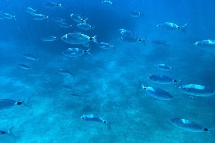Båttur längs Siciliens kust, utforskar vikar och havsgrottor nära San Vito lo Capo och Scopello, foto 20 | wizardtrip
