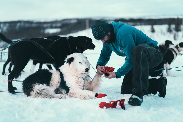 Tromso Self-Drive Husky Dog Sledding | wizardtrip