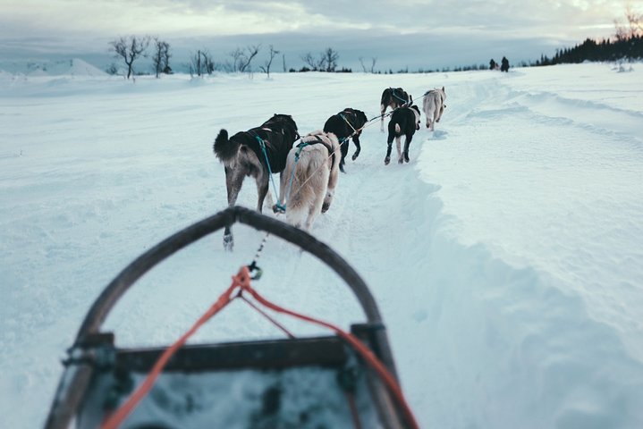 Avventura di slittata con husky self-drive nella innevata natura selvaggia artica vicino a Tromsø, Norvegia, foto 10 | wizardtrip