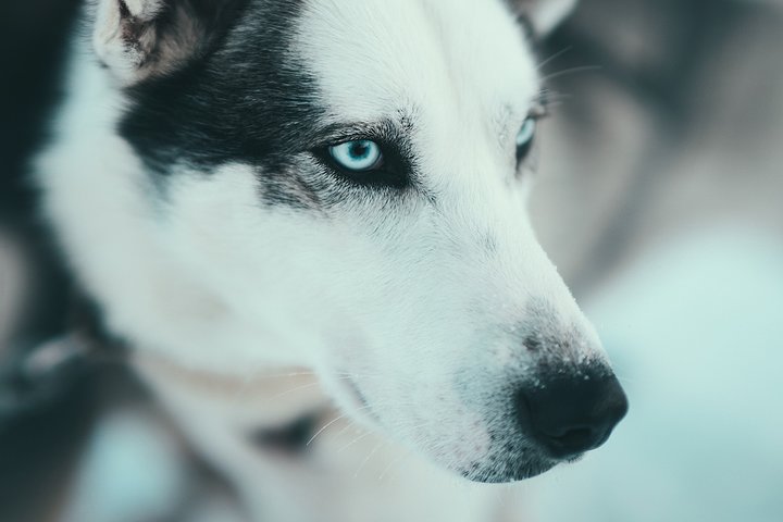Avventura di slittata con husky self-drive nella innevata natura selvaggia artica vicino a Tromsø, Norvegia, foto 11 | wizardtrip