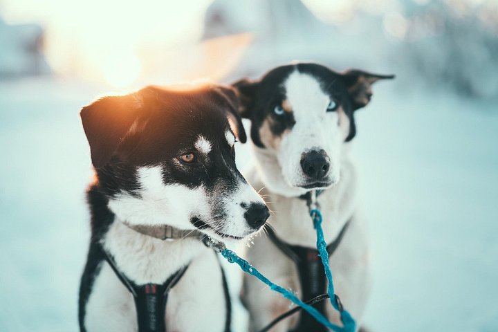 Avventura di slittata con husky self-drive nella innevata natura selvaggia artica vicino a Tromsø, Norvegia, foto 12 | wizardtrip