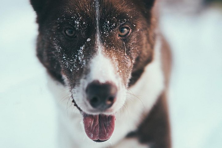 Avventura di slittata con husky self-drive nella innevata natura selvaggia artica vicino a Tromsø, Norvegia, foto 13 | wizardtrip