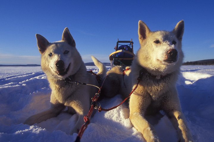 Avventura di slittata con husky self-drive nella innevata natura selvaggia artica vicino a Tromsø, Norvegia, foto 14 | wizardtrip