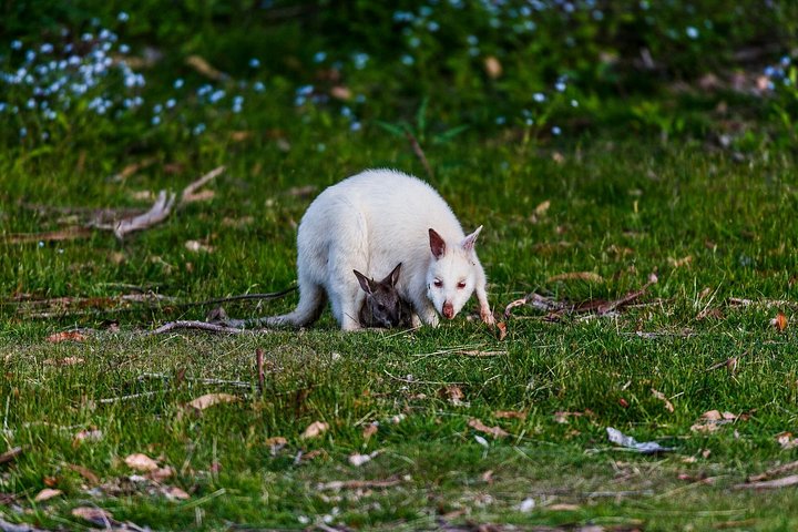 Gourmet tasting tour on Bruny Island, Tasmania, featuring local produce and scenic landscapes, photo 6 | wizardtrip