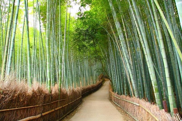 京都の象徴的な寺院、神社、自然の風景を巡る一日プライベートツアー、写真9 | wizardtrip