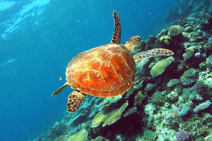 Aventura de snorkel en la Gran Barrera de Coral desde Cairns, Australia, foto 9 | wizardtrip