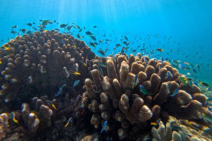 Aventura de snorkel en la Gran Barrera de Coral desde Cairns, Australia, foto 11 | wizardtrip