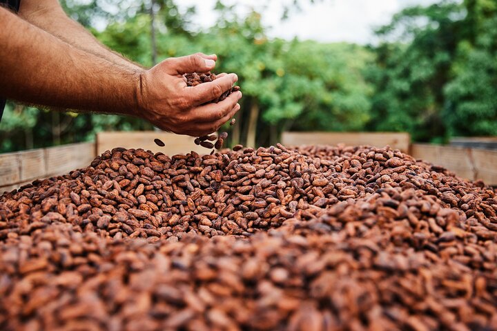 Kauai Chocolate Farm Tasting Tour | wizardtrip