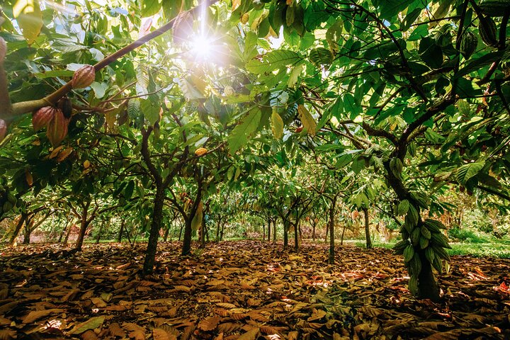 Ervaar een chocoladeboerderij proeverij tour op Kauai, proef lokale cacao en tropisch fruit, foto 9 | wizardtrip