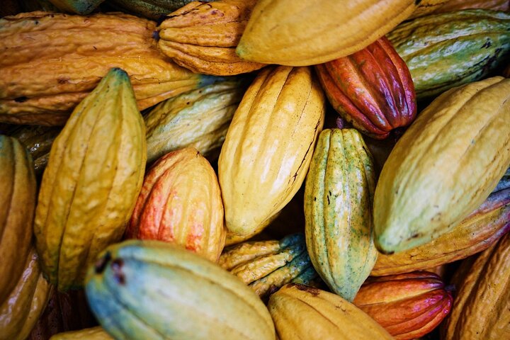 Ervaar een chocoladeboerderij proeverij tour op Kauai, proef lokale cacao en tropisch fruit, foto 10 | wizardtrip
