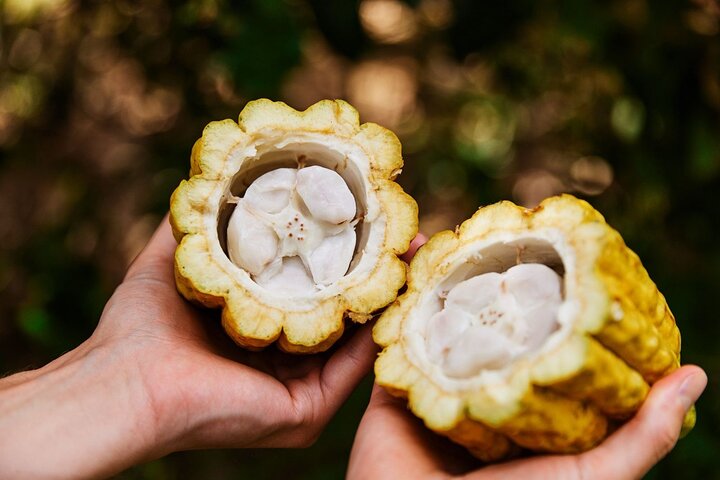 Ervaar een chocoladeboerderij proeverij tour op Kauai, proef lokale cacao en tropisch fruit, foto 11 | wizardtrip