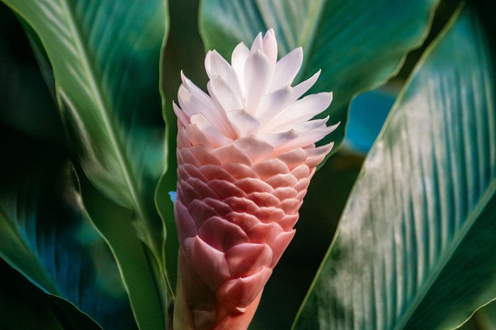 Ervaar een chocoladeboerderij proeverij tour op Kauai, proef lokale cacao en tropisch fruit, foto 12 | wizardtrip