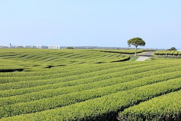 Tour di un giorno intero della bellezza naturale e dei siti culturali dell'isola di Jeju, inclusi il Monte Halla e le cascate, foto 8 | wizardtrip