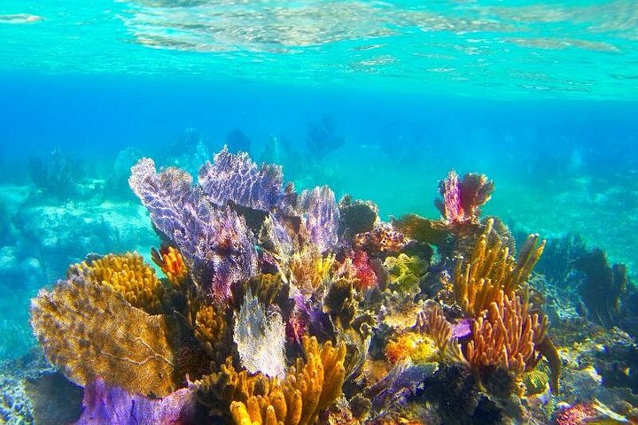 メキシコ、コズメルのエル・シエロとサンゴ礁へのカタマランクルーズ、写真12 | wizardtrip