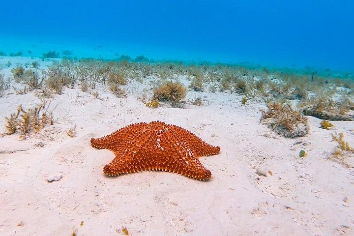 メキシコ、コズメルのエル・シエロとサンゴ礁へのカタマランクルーズ、写真13 | wizardtrip