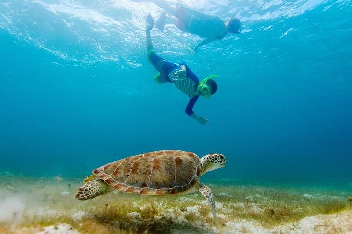 メキシコ、コズメルのエル・シエロとサンゴ礁へのカタマランクルーズ、写真15 | wizardtrip